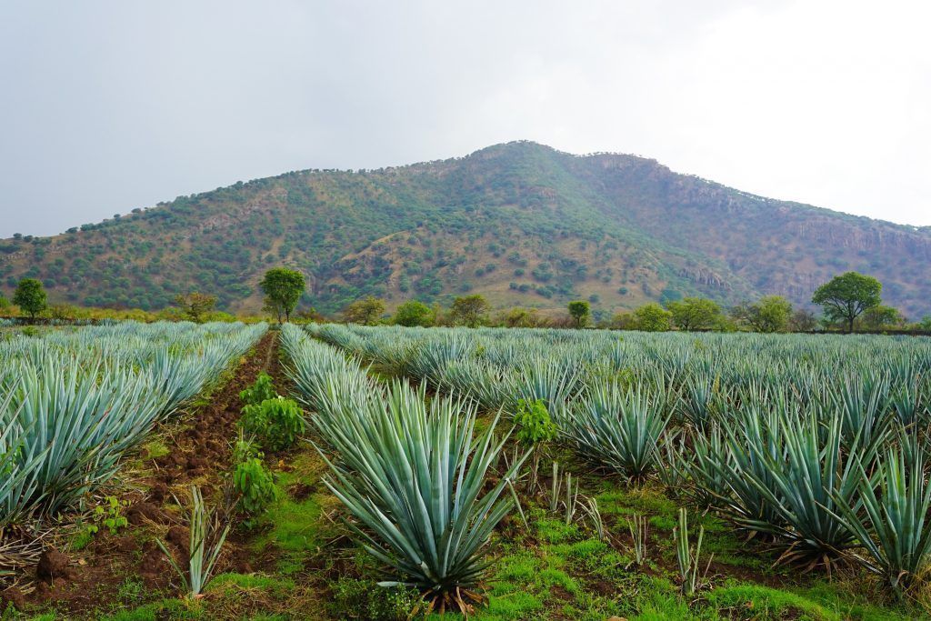 10 formas de tener un viaje auténtico a México 18 shutterstock 674018113