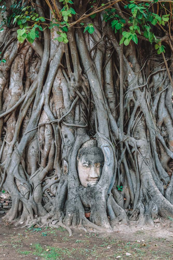 ¿Ayutthaya merece la pena? Guía completa 2023 13 El famoso Buda en las raíces del árbol baniano de Wat Mahathat