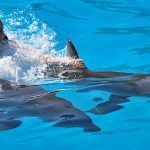 Dolphin-Discovery-Playa-del-Carmen-Dolphin-Royal-Swim-Program