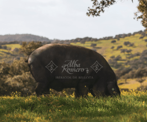 Ruta del Jabugo: un viaje gastronómico por los sabores de la Sierra de Aracena y Picos de Aroche