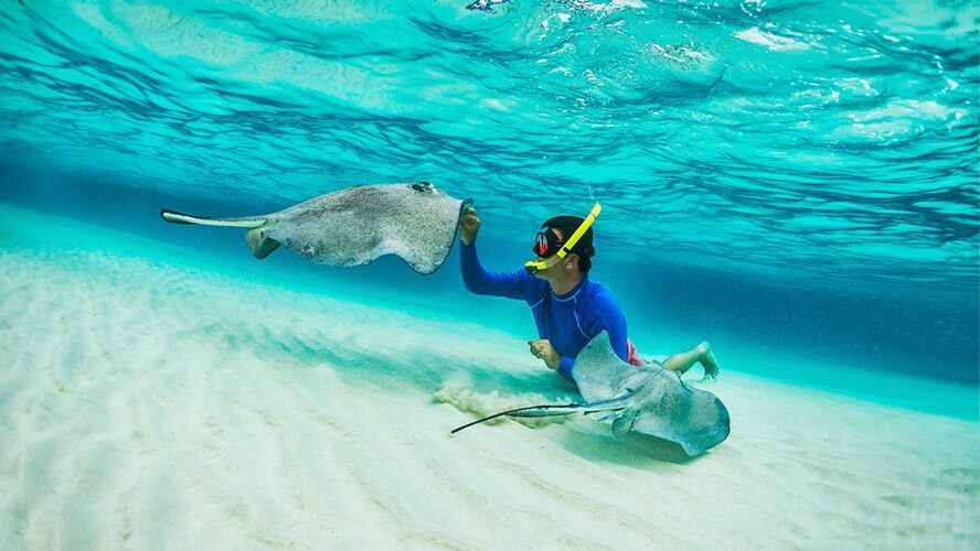 Explora Riviera Maya: Aventura, Naturaleza y Deportes Acuáticos 6 Snorkel en la Riviera Maya Descubre la Vida Marina desde la Superficie