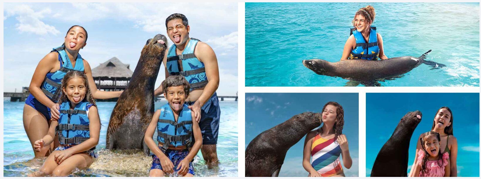 ¿Qué hacer en Isla Mujeres? Las mejores actividades para toda la familia 4 encuentro con lobos marinos en isla mujeres